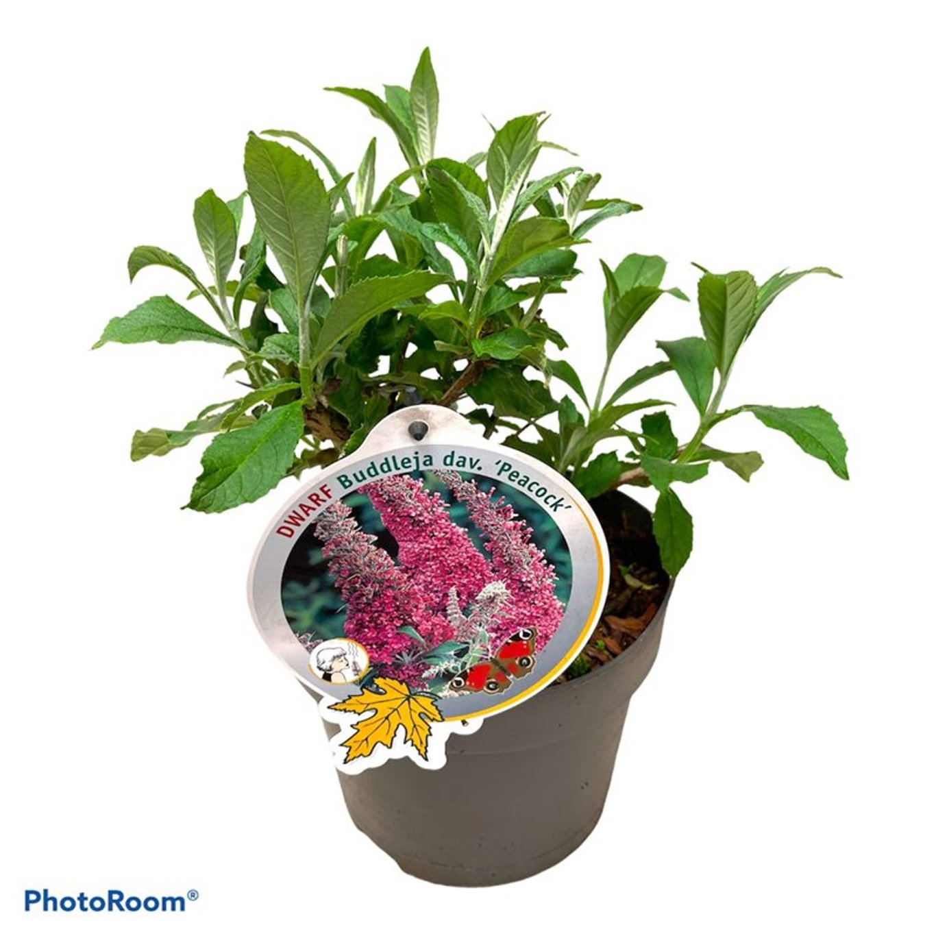 Sommarlilja – Buddleja dav. 'Peacock' - C3